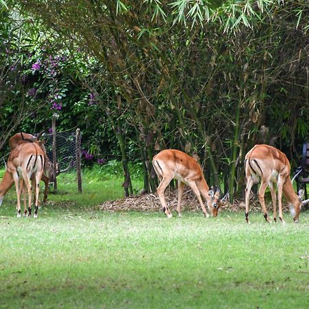 Готель Lukenya Getaway Аті-Ривер Екстер'єр фото
